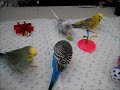 Budgies playing with some new toys