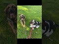 Dog competition - Who Can Catch Best???