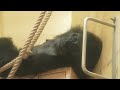 Female gorilla fight starts when silverback goes outside｜Shabani Group