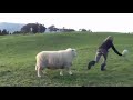 Sheep heads a rugby ball