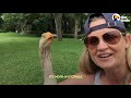 Goose Picks This Lady To Be His Mom  | The Dodo Soulmates
