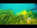 Scuba Dive at Cottage by the Sea Queenscliff HD
