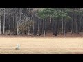 Wild Turkeys Just Chillin | Fight Club | Country Life