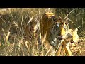 Tiger Cub Meets Her Father for the First Time | 4K UHD | Dynasties | BBC Earth