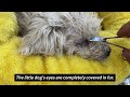 The stray dog cried out to me for help; its puppy is close to death from illness
