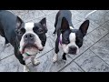 They want to STEAL my gum!! #bostonterrier #dog #funny