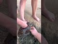 Turtle saved from fishing net in Kamala Beach Phuket Thailand 13.07.2022