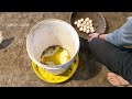 Harvesting Free Range Chicken Eggs - Raising Free Range Chickens for Eggs