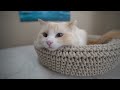 Best Apartment Cat Tips | The Cat Butler