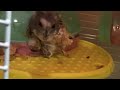 我的倉鼠🐹石雲（1）My Hamster Ham Ham(1)