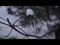 Sony A7C - Snowy Day