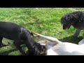 Our Great Dane puppy and Giant Standard Poodle attack Anatolian Kangal