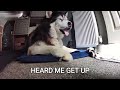 Filming What My Husky Does Whilst I'm Asleep