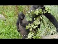 Baby gorilla at Bristol zoo