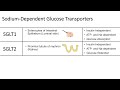 Glucose Transporters (GLUTs and SGLTs) - Biochemistry Lesson