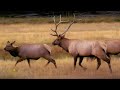 Nature: Elk at Yellowstone