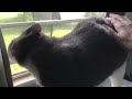 cat obeys command