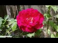 || Rose Plant April May Care Tips | Rose Propagation Rose Summer CareFertilizer #RoseCare UrduHindi