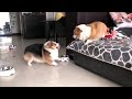 Corgis are Locked in Bitter Argument | But Who Will Win??? 😂