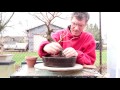 Repotting and Root Pruning a Weeping Willow Bonsai, April 2016