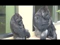 Silverback worried about Grandma Gorilla｜Shabani Group