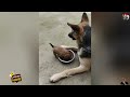 FUNNY CATS and DOGS🐱🐶  New Funniest Cute Animals Videos 💥2024