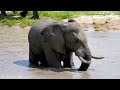 Wild Animals 4K - Relaxing Music With Video About African Wildlife
