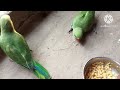 Baby Parrot Natural Sounds