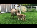 Newborn Goat Hector Makes Friends with Barn Kittens