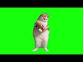 Cat Dancing to EDM - Green Screen