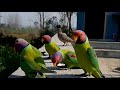Parrot family | Indian parrot family | himachal pradesh birds | Green Valley