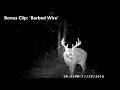 My 10 BEST Whitetail Deer Buck Clips | Trail Cam Videos