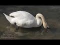 Beautiful Lake With Swans & Ducks At Hardwick Park Durham