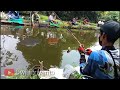 Pemilik kolam panik ikannya naik semua❗❗❗  Mancing borongan full nila 2jutaan❗❗❗