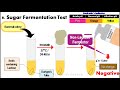 BIOCHEMICAL TEST | Bacterial Identification Technique | Microbiology | Vivek Srinivas |#Bacteriology