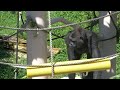 Giant Male Gorilla Doesn't Obey Keeper's Directions | Shabani