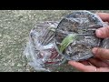 Technique for propagating sapodilla plants with ripe bananas for super germination and rooting