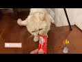Cute Cat Enjoying Yummy Treat | Coco The Cutest Cat