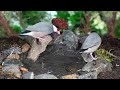 Watch with your pet. 4HRS of Soothing Birdbath with Birds Chirping for Separation Anxiety, No Loop!