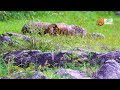 Leopard Watching in Sri Lanka | Wild Animals Sri  Lanka