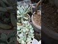 My succulents
