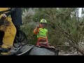 Fearless Excavator Operators: Cutting Trees