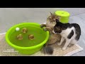 It's so funny and cute😂! The cat was jealous that the duckling could swim and got angry.Funny cat