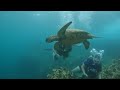 hanging with a sea turtle Maui