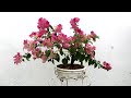How NOT TO KILL Bougainvilleas While Transplanting [Ground To Pot]