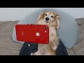 【スマホを観る犬】犬が夢中で観てる動画とは/The dog is seriously watching this smartphone video/犬が好む動画 @keichan325 ありがとう