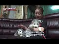 [TV 동물농장 레전드/SUB] ‘몰티즈+허스키=말스키 6남매’ 풀버전 다시보기 #TV동물농장 #AnimalFarm #SBSstory