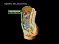Liver Anatomy (Function, Topography, External Structures, Ligaments)