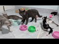 Try Not To Laugh Cats And Dogs Videos😻🐶New Funny Animals Video 2024