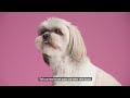 10 Signs Your Shih Tzu is Unhappy (NEVER IGNORE)
